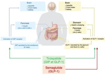 How Mounjaro Works for Type 2 Diabetes and Obesity