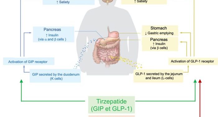 How Mounjaro Works for Type 2 Diabetes and Obesity