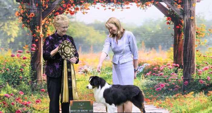 Mini American Shepherd Inaugural Champ Show, Nov 25 - GALLERIES - DOGS ...